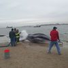 Videos: Beached Whale In Queens Is "Basically" Dead